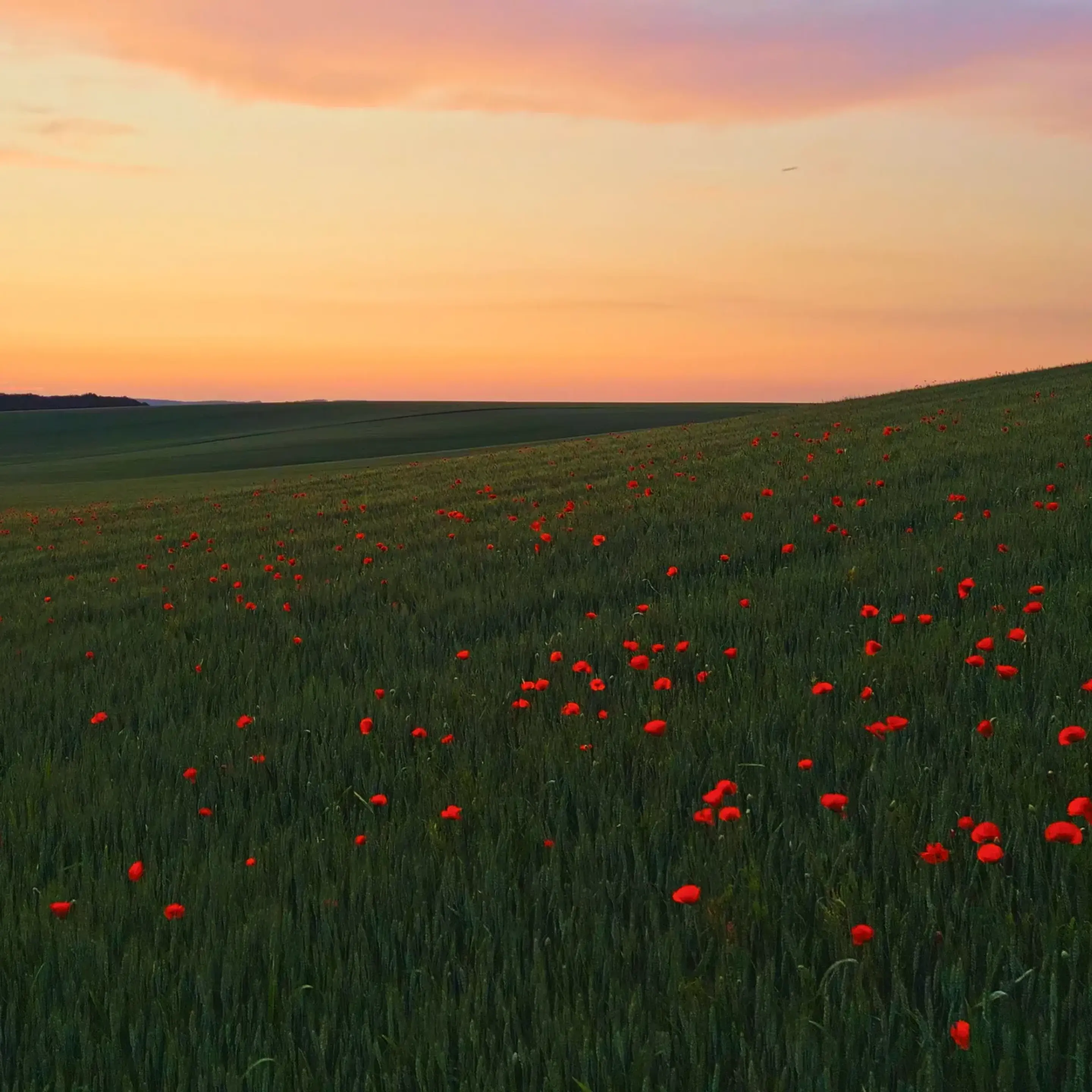 Grönt gräsfält med röda blommor i solnedgång.
