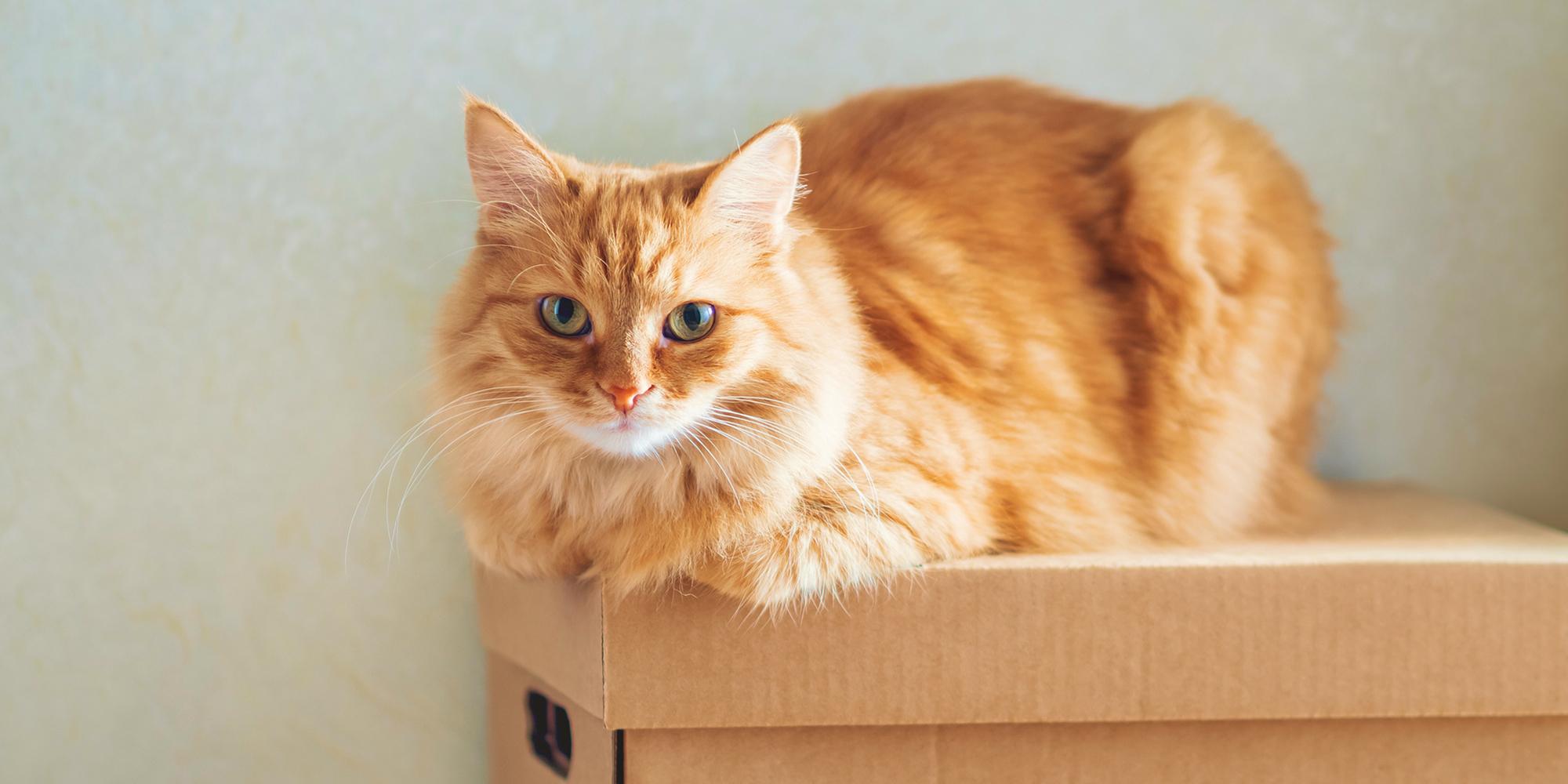 En katt vilar på en flyttkartong innan flytten