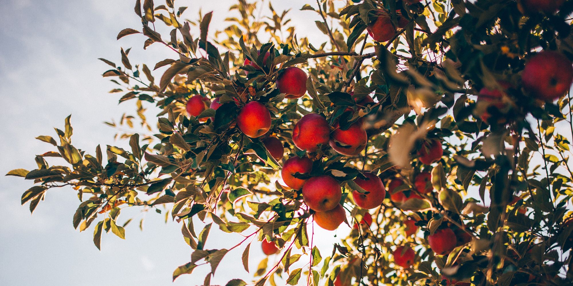 Bilde av et epletre.