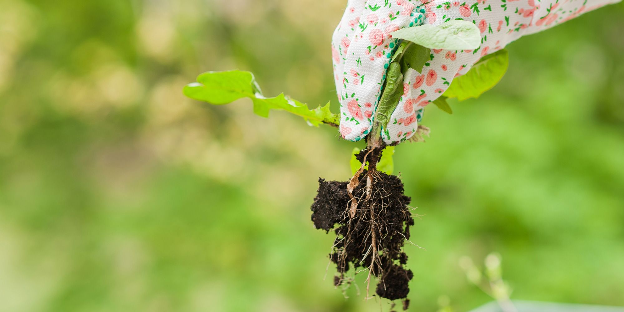Bilde av en hånd som holder ugress med rot i luften.