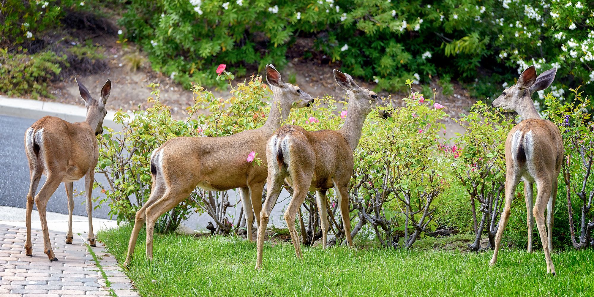 Bilde av rådyr som spiser busker i en hage.