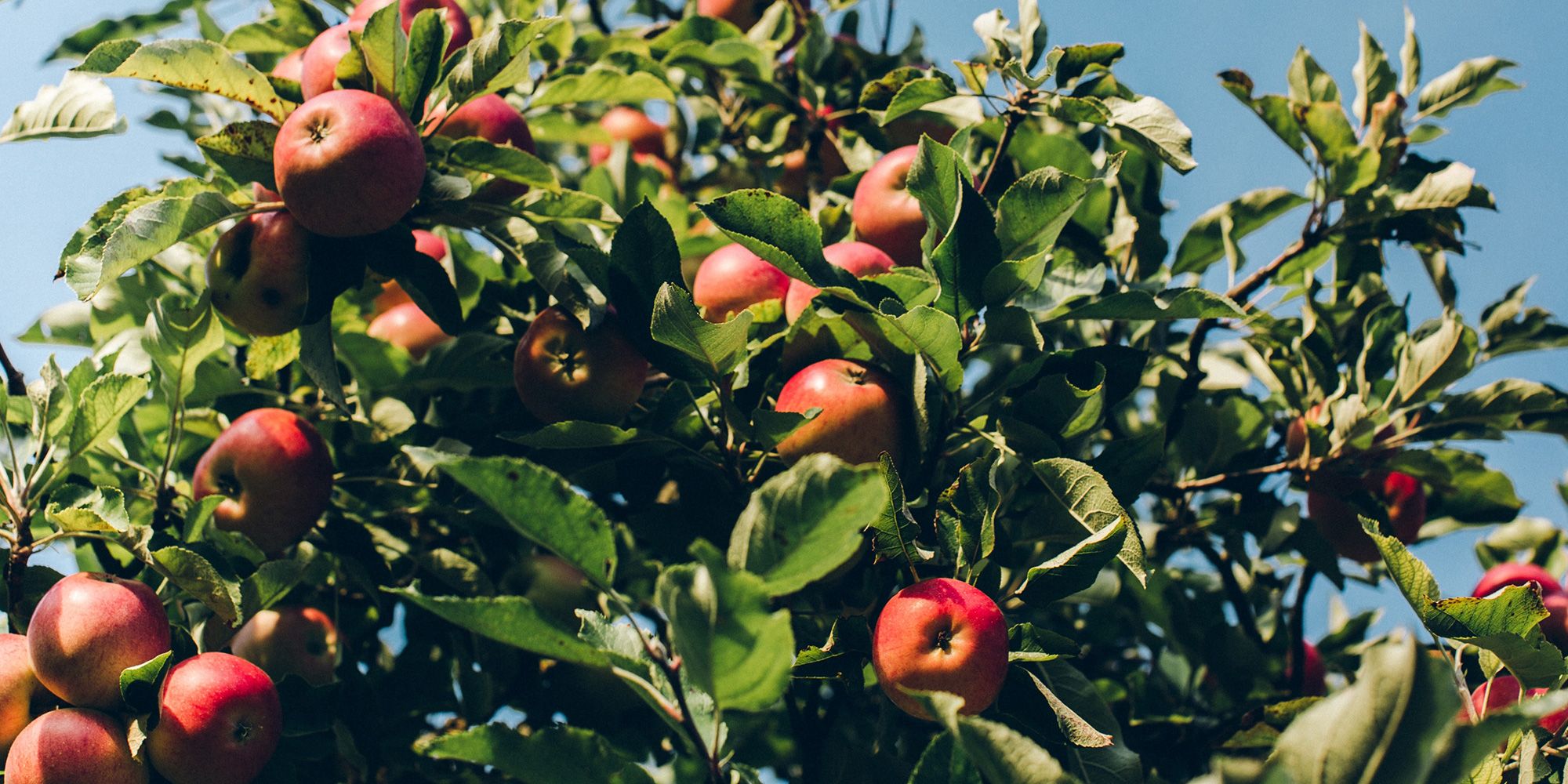 Bilde av et epletre.