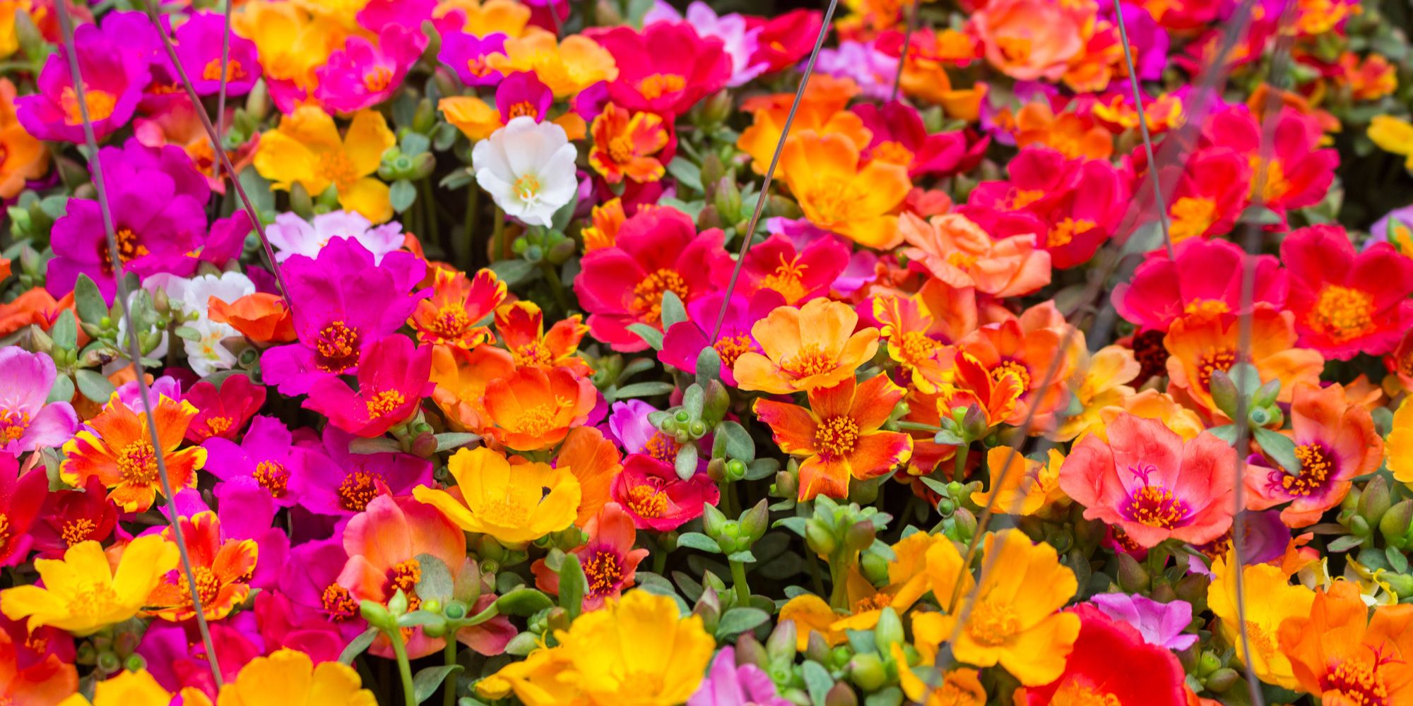 Bilde av fargerike stauder i rødt, rosa, oransje og gult.