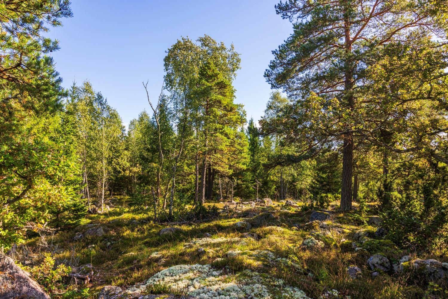 En obebyggd tomt med tät grönska, mossbeklädda markpartier och en blandning av höga träd.