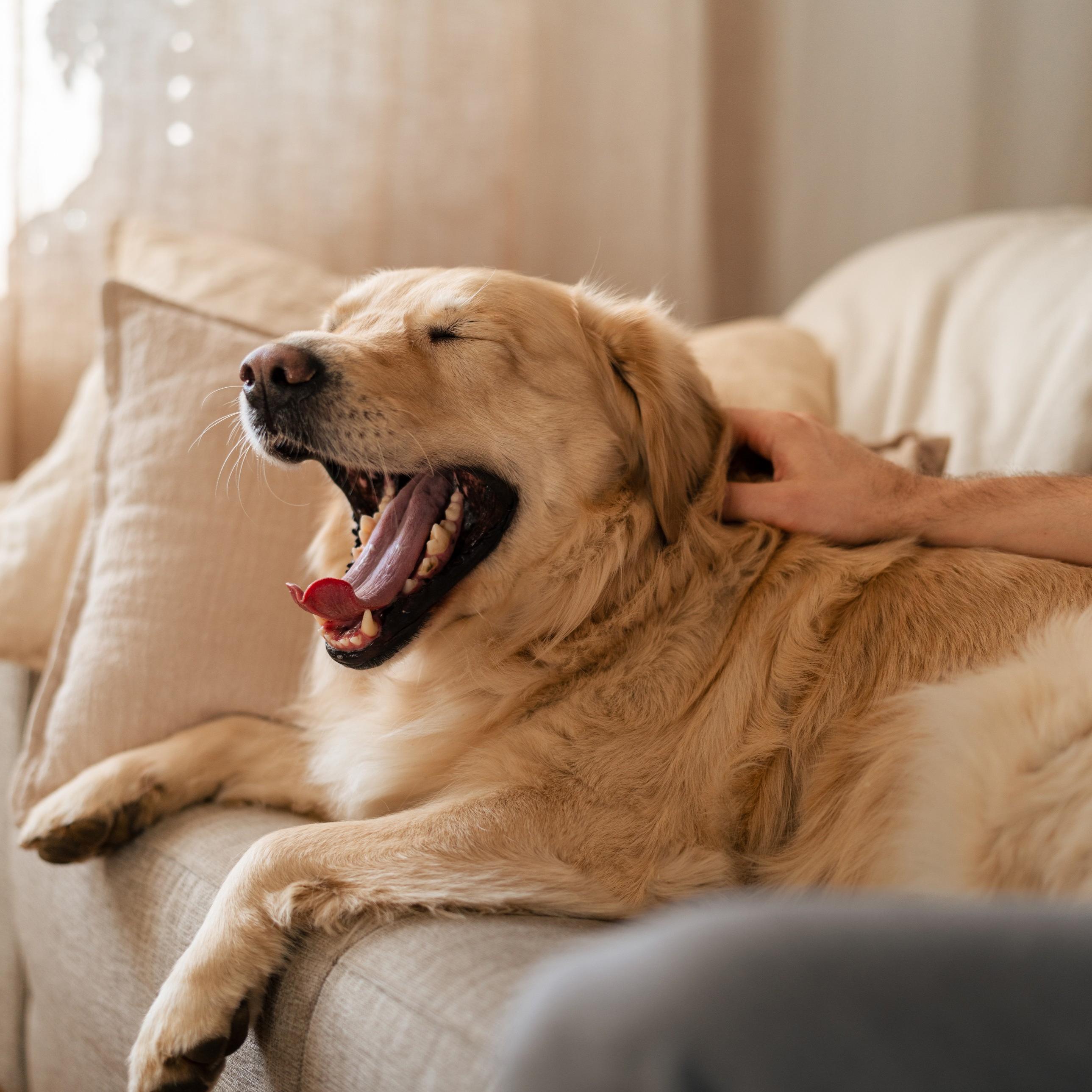 Bilde av en golden retriever som ligger i en sofa og gjesper.