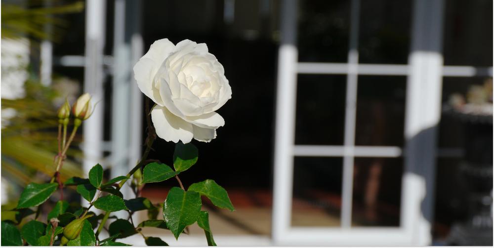 En vit ros med ett hus som ingår i ett dödsbo i bakgrunden.