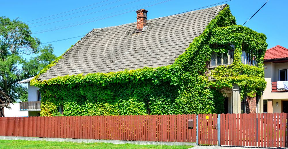 Exteriörbild på ett hus täckt i klätterväxter.
