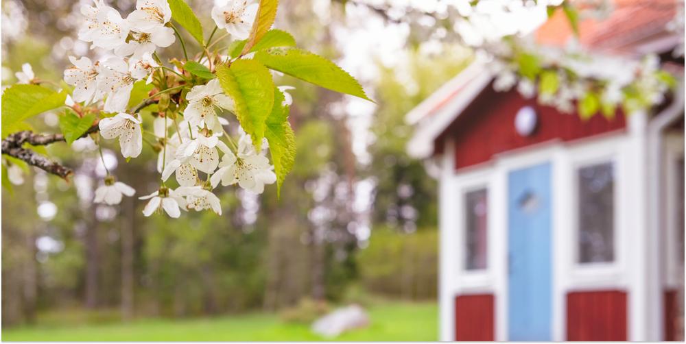 Blommande träd i fokus, med ett rött fritidshus i bakgrunden.